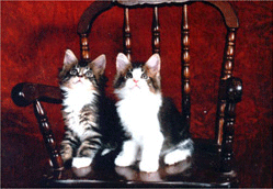 kittens2.gif